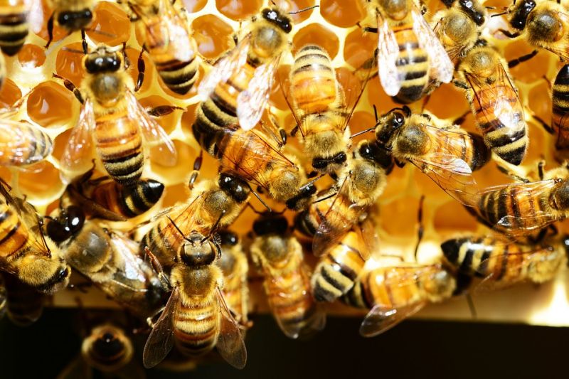 honey-bees-345620_960_720.jpg